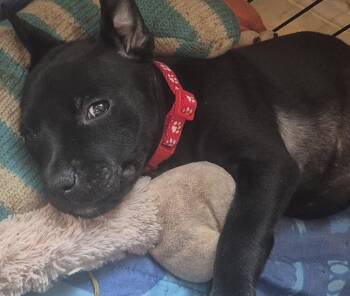 Melony -  Labrador Retriever Dog for Adoption in The Woodlands, Texas - Melony | PetCurious