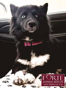 Border Collie and Husky Dogs Available for Adoption - Cielo | PetCurious