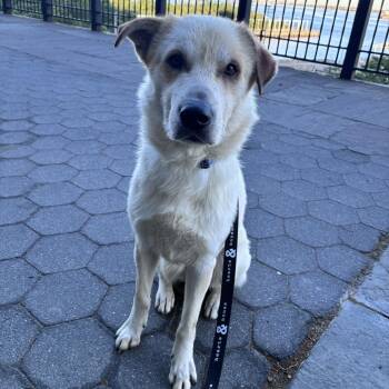 Retriever Dogs Available for Adoption in New York, New York - Aladdin | PetCurious