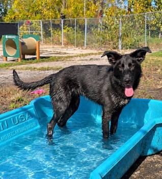 Penelope -  German Shepherd Dog Dog for Adoption in Detroit, Michigan - Penelope | PetCurious