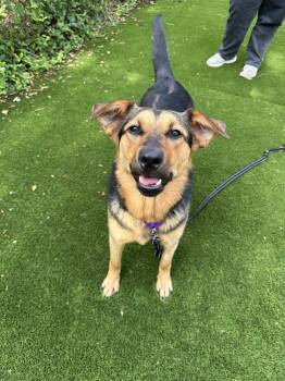 Milan -  Mixed Breed Dog Available for Adoption in Alexandria, Virginia - Milan | PetCurious