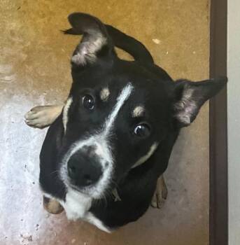 Chili Dog -  Shepherd Dog for Adoption in Stratham, New Hampshire - Chili Dog | PetCurious