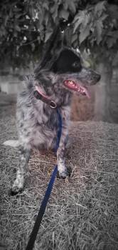 Stacy -  Australian Cattle Dog Blue Heeler Dog for Adoption in Paso Robles, California - Stacy | PetCurious
