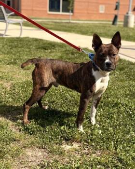 Mixed Breed Dogs Available for Adoption in Fairfax, Virginia - Tanto | PetCurious