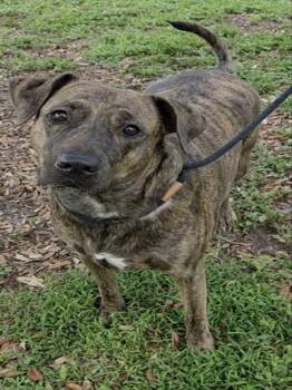 WIKI -  Plott Hound and Mixed Breed Dog for Adoption in Fort Lauderdale, Florida - WIKI | PetCurious