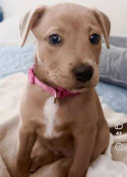 Heidi -  Yellow Labrador Retriever Dog for Adoption in Grand Bay, Alabama - Heidi | PetCurious