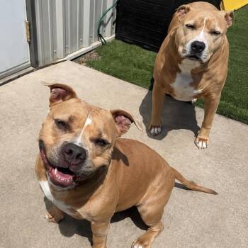 Honey -  Pit Bull Terrier Dog for Adoption in Dallas, Texas - Honey | PetCurious