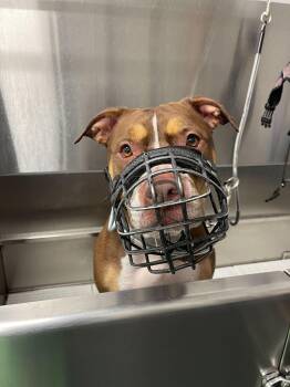 Rescue American Staffordshire Terrier Dogs for Adoption in Addison, Illinois - Chloe [Foster Or Foster-to-Adopt] | PetCurious