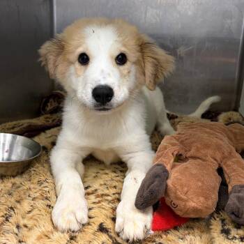 Henrietta -  Great Pyrenees and Mixed Breed Dog for Adoption in Austin, Texas - Henrietta | PetCurious