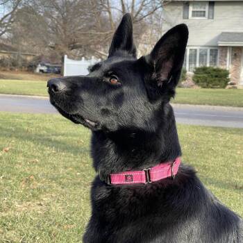 German Shepherd Dog Dogs Available for Adoption - KOVA | PetCurious