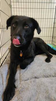 Scarlet -  Labrador Retriever and Mixed Breed Dog for Adoption in Los Angeles, California - Scarlet | PetCurious