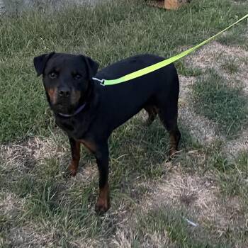 Roxy -  Rottweiler Dog for Adoption in Pittsburg, Kansas - Roxy | PetCurious