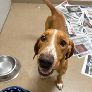 Betty Boop -  Basset Hound Dog for Adoption in Corpus Christi, Texas - Betty Boop | PetCurious
