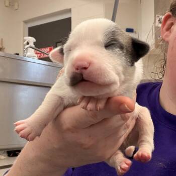 Coast Guard -  Pit Bull Terrier and Mixed Breed Dog for Adoption in Indianapolis, Indiana - Coast Guard | PetCurious