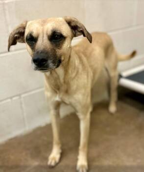 Black Mouth Cur Dogs Available for Adoption in Tom Bean, Texas - Austin | PetCurious