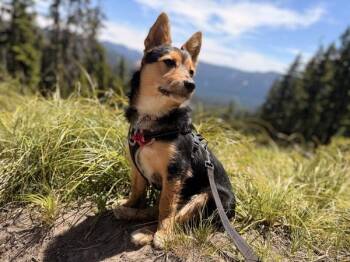 Rue -  Cardigan Welsh Corgi and Terrier Dog for Adoption in Portland, Oregon - Rue | PetCurious