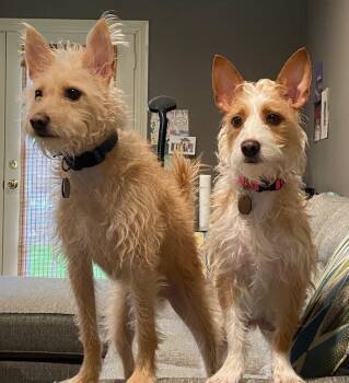 Dexter and Dixie -  Terrier and Chihuahua Dog for Adoption in The Woodlands, Texas - Dexter And Dixie | PetCurious