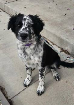 Spaniel Dogs Available for Adoption in Wolcott, Connecticut - Archer | PetCurious