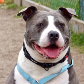 American Staffordshire Terrier Dogs Available for Adoption in Vineland, New Jersey - Minnie | PetCurious