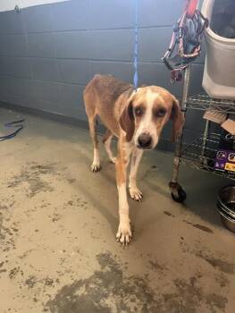Treeing Walker Coonhound and Mixed Breed Dogs Available for Adoption in Tallahassee, Florida - WIGGLES | PetCurious