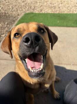 Eros -  Mixed Breed Dog for Adoption in Edmonton, Alberta - Eros | PetCurious