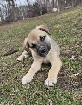 Rescue Shepherd Dogs for Adoption in Hastings, Minnesota - Dee | PetCurious
