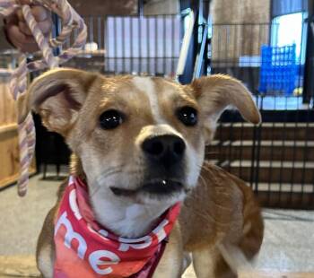 Corgi and Miniature Pinscher Dogs Available for Adoption - Zuma - Local Pup | PetCurious