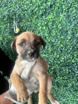 Shepherd and Mixed Breed Dogs Available for Adoption - 60783649 | PetCurious