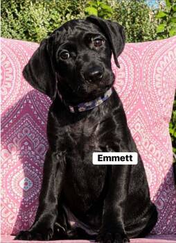 Emmett -  Labrador Retriever and Mixed Breed Dog for Adoption in Saugus, Massachusetts - Emmett | PetCurious