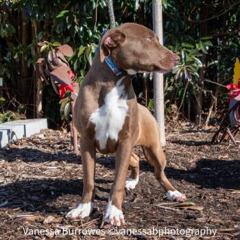 Labrador Retriever Dogs Available for Adoption - Jude | PetCurious