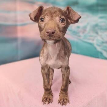 Twiggy -  Labrador Retriever and Pit Bull Terrier Dog for Adoption in Griswold, Connecticut - Twiggy | PetCurious