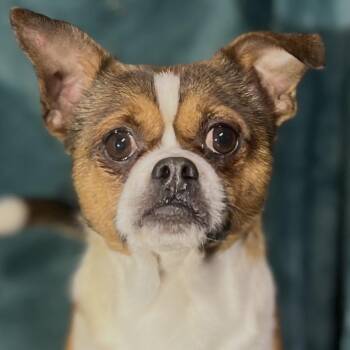 Chihuahua and Pug Dogs Available for Adoption - Pluto  | PetCurious