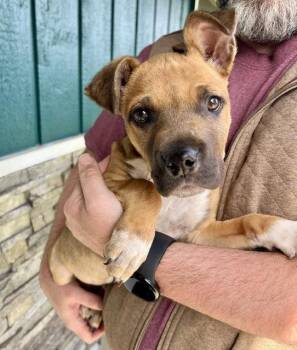 Rowdy -  Boxer Dog for Adoption in Seattle, Washington - Rowdy | PetCurious
