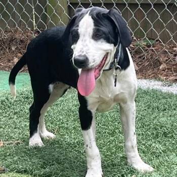 Labrador Retriever Dogs Available for Adoption in Chelmsford, Massachusetts - Brave | PetCurious