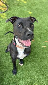 Rescue Pit Bull Terrier Dogs for Adoption in Homestead, Florida - Roy | PetCurious