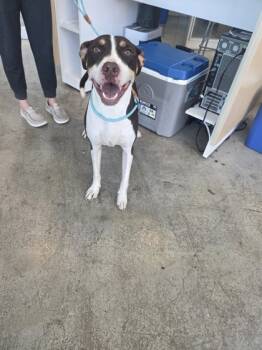 Rescue Terrier and Mixed Breed Dogs for Adoption in Fort Worth, Texas - Tino | PetCurious