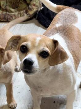 Jordache -  Chihuahua and Beagle Dog for Adoption in Bolivar, Missouri - Jordache | PetCurious