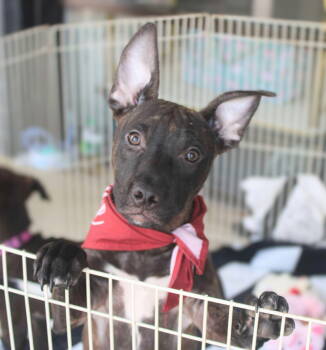 Rescue Staffordshire Bull Terrier Dogs for Adoption in Holly Springs, North Carolina - Angela Martin (The Office Litter) | PetCurious