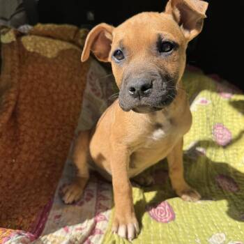 Black Mouth Cur and Boxer Dogs Available for Adoption in Newborn, Georgia - VEDA | PetCurious
