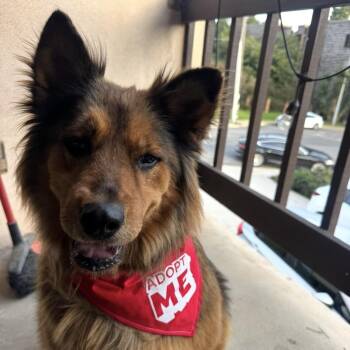 Chow Chow Dogs Available for Adoption - Coco | PetCurious