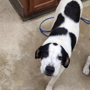 Hound Dogs Available for Adoption in Tupelo, Mississippi - Huxton - 050402U | PetCurious