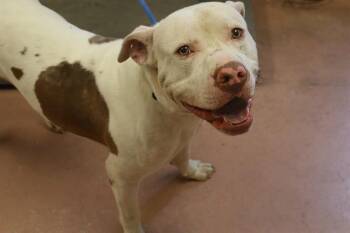 JORDAN -  Mixed Breed Dog for Adoption in Columbia, South Carolina - JORDAN | PetCurious