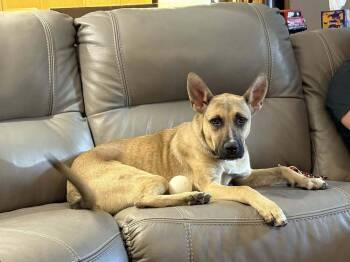 Rescue Shepherd Dogs for Adoption in Littleton, Colorado - Taki | PetCurious