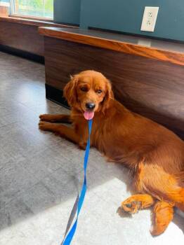 Dolly -  Golden Retriever and Poodle Dog for Adoption in Columbus, Ohio - Dolly | PetCurious