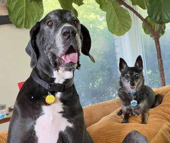 Harvey -  Chihuahua Dog for Adoption in Columbus, Ohio - Harvey | PetCurious
