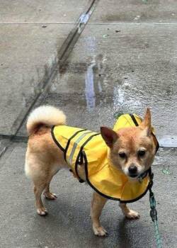 Chihuahua Dogs Available for Adoption in Bayport, New York - Munch | PetCurious