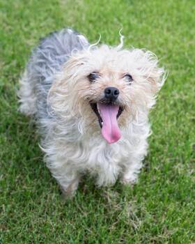 Chihuahua Dogs Available for Adoption in Boone, Iowa - Poppie / Goldie | PetCurious