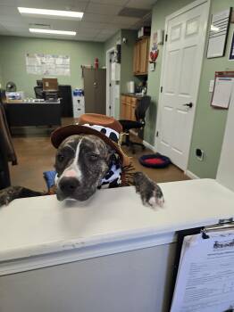 Pit Bull Terrier Dogs Available for Adoption in Boonville, Missouri - Harley | PetCurious