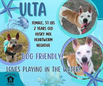Ulta -  Husky Dog for Adoption in Lumberton, Texas - Ulta | PetCurious