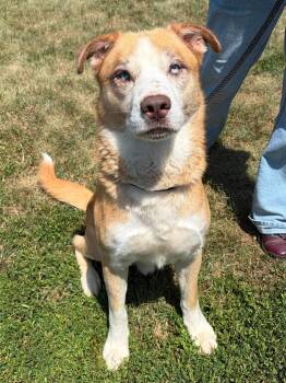 Debo -  Husky Dog for Adoption in Winchester, Virginia - Debo | PetCurious